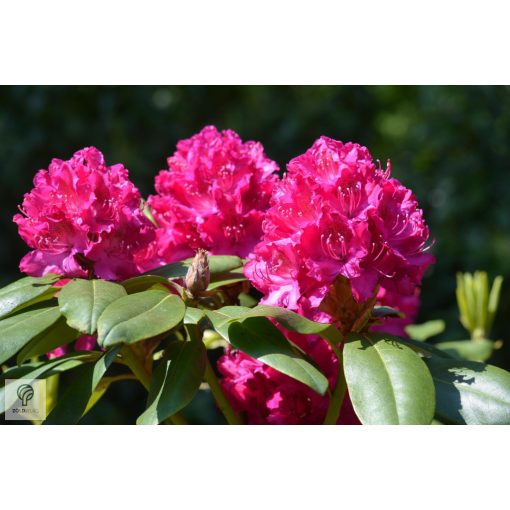 Havasszépe / Rhododendron - sötét rózsaszín - Kalinka