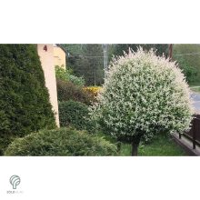Tarkalevelű japán fűz színes levelei