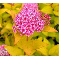   Golden Princess japán gyöngyvessző / Spiraea japonica 'Golden Princess' 