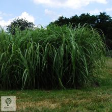 Tarkalevelű prérizsinegfű habitus