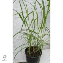 Tarkalevelű prérizsinegfű habitus