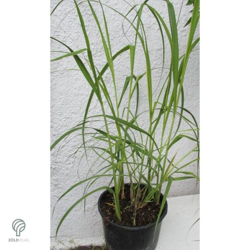 Tarkalevelű prérizsinegfű habitus