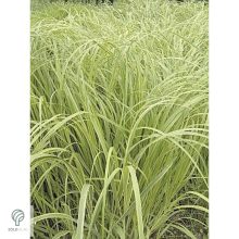 Tarkalevelű prérizsinegfű habitus