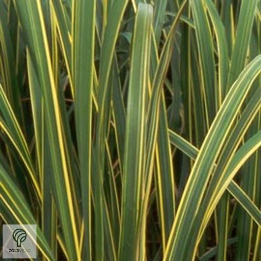 Tarkalevelű prérizsinegfű habitus