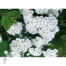 Kerti gyöngyvessző virágpompa