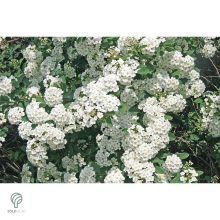 Kerti gyöngyvessző virágpompa