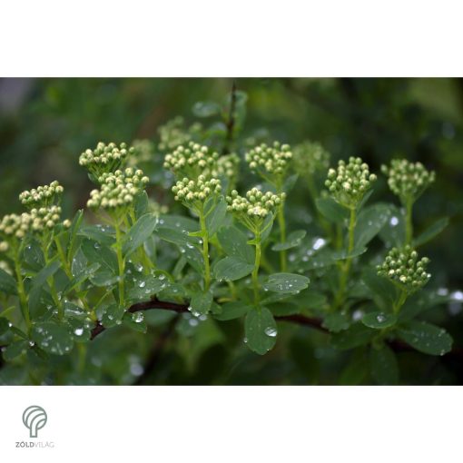 Kerti gyöngyvessző virágpompa