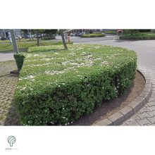 Kerti gyöngyvessző virágpompa