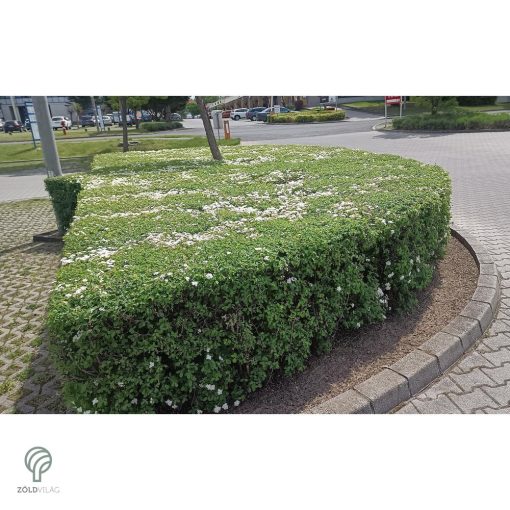 Kerti gyöngyvessző virágpompa