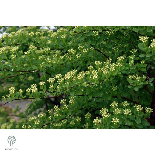 Kerti gyöngyvessző virágpompa