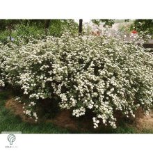 Kerti gyöngyvessző virágpompa