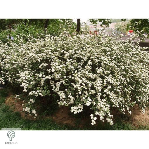 Kerti gyöngyvessző virágpompa