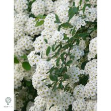 Kerti gyöngyvessző virágpompa