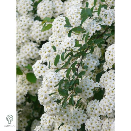 Kerti gyöngyvessző virágpompa