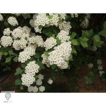 Kerti gyöngyvessző virágpompa