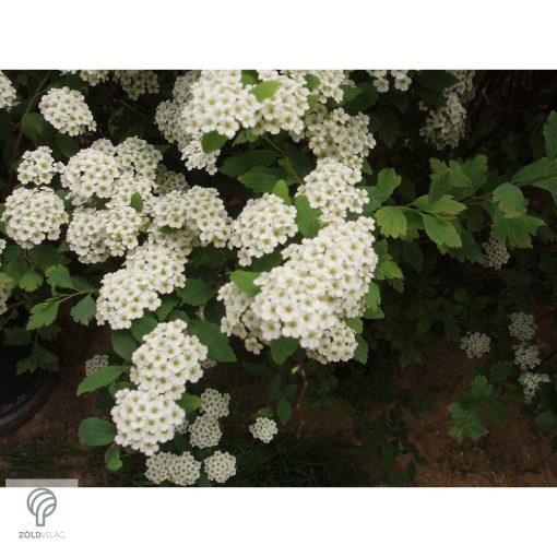 Kerti gyöngyvessző virágpompa