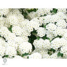 Kerti gyöngyvessző virágpompa