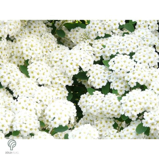 Kerti gyöngyvessző virágpompa