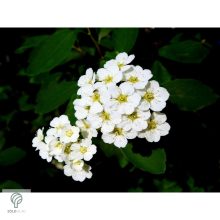 Kerti gyöngyvessző virágpompa