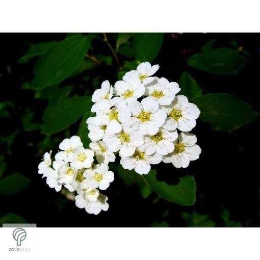 Kerti gyöngyvessző virágpompa