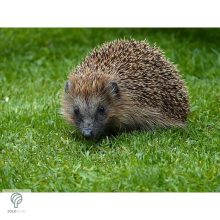 Sündisznó figura gyepbe helyezve