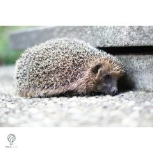 Sündisznó figura gyepbe helyezve