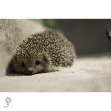 Sündisznó figura gyepbe helyezve