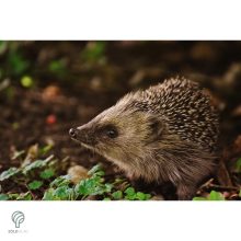 Sündisznó figura gyepbe helyezve