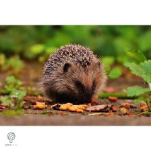 Sündisznó figura gyepbe helyezve