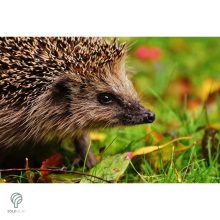 Sündisznó figura gyepbe helyezve