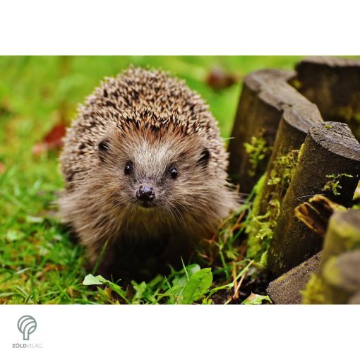 Sündisznó figura gyepbe helyezve