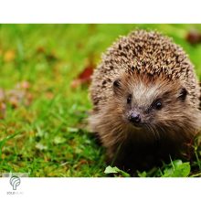 Sündisznó figura gyepbe helyezve