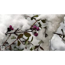 Kislevelű vagy pettyes hóbogyó termések