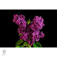 Bíbor vagy bordó virágú orgona / Syringa vulgaris Sp.