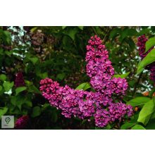 Bíbor vagy bordó virágú orgona / Syringa vulgaris Sp.