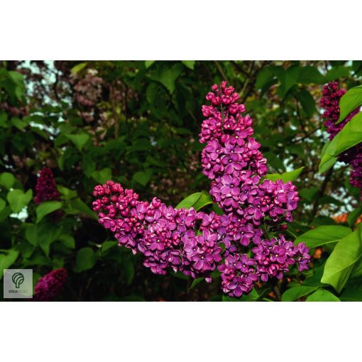 Bíbor vagy bordó virágú orgona / Syringa vulgaris Sp.