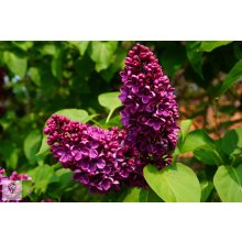 Bíbor vagy bordó virágú orgona / Syringa vulgaris Sp.