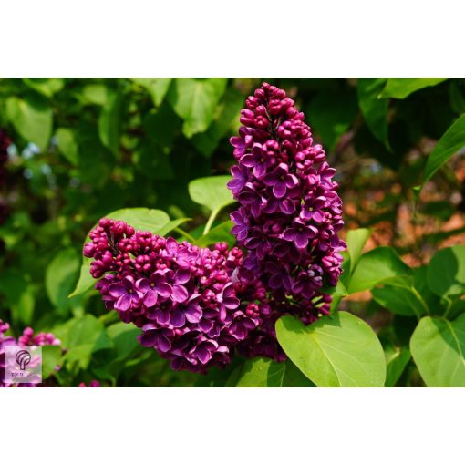 Bíbor vagy bordó virágú orgona / Syringa vulgaris Sp.