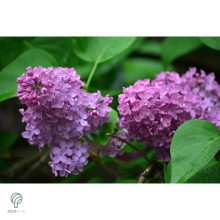 Májusi orgona / Syringa vulgaris Sp.