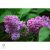 Májusi orgona / Syringa vulgaris Sp.