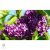 Májusi orgona / Syringa vulgaris Sp.