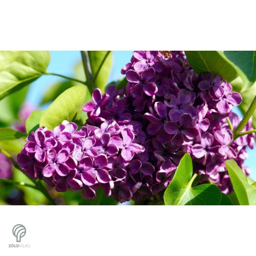 Májusi orgona / Syringa vulgaris Sp.