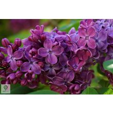 Májusi orgona / Syringa vulgaris Sp.