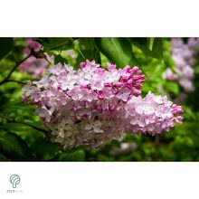 Rózsaszín virágú orgona / Syringa vulgaris Sp.