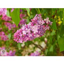Rózsaszín virágú orgona / Syringa vulgaris Sp.