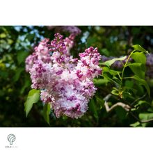Rózsaszín virágú orgona / Syringa vulgaris Sp.