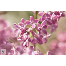 Rózsaszín virágú orgona / Syringa vulgaris Sp.