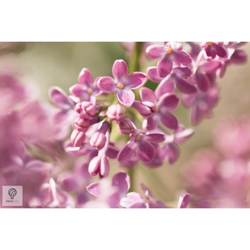 Rózsaszín virágú orgona / Syringa vulgaris Sp.