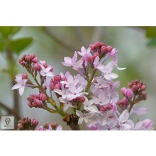 Rózsaszín virágú orgona / Syringa vulgaris Sp.