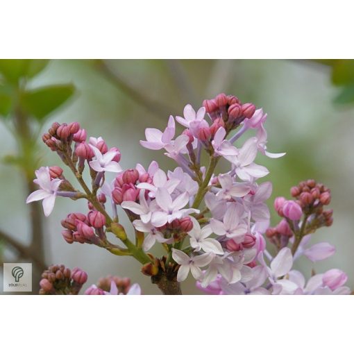 Rózsaszín virágú orgona / Syringa vulgaris Sp.